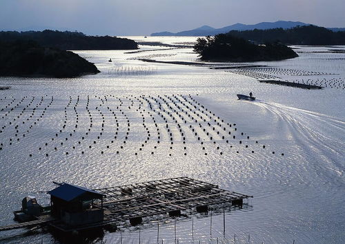 星岛湖风光