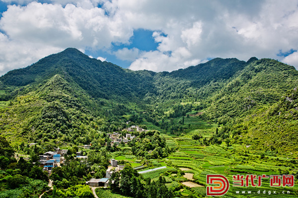 千年古树茶祭茶盛典引狂欢 隆林