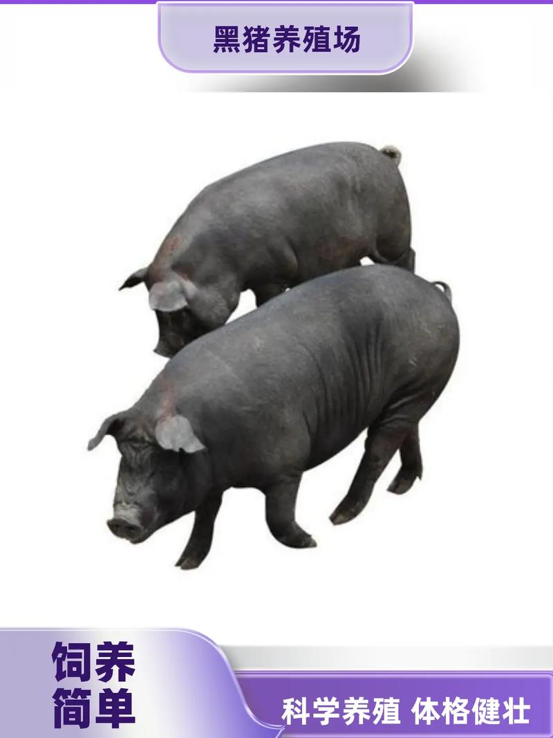 黑猪批发市场分析 以隆林黑猪为例探讨肉质优势与市场前景