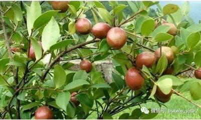 隆林再添光彩 新特产申报国家地理标志保护产品