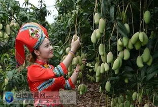 隆林芒果少，但来百色看“芒果日历” 各品种开采上市时间与你最爱的那一口