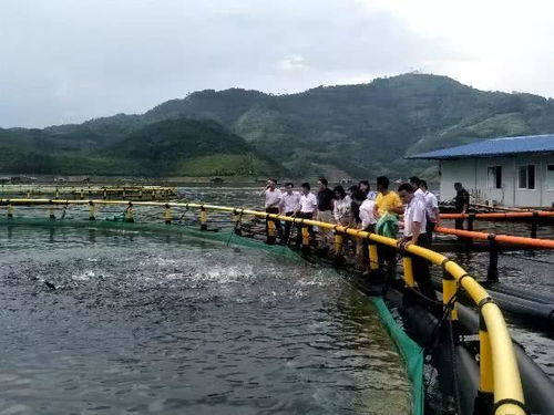 百色市出台地方特色食品发展目标 隆林黑猪、腊肉等产业迎来新机遇